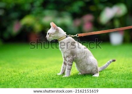 American Shorthair cat with green and blue eyes was taken for a smart walk by its owner in the grassy garden with collar and leash.