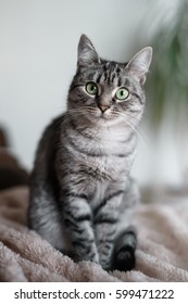 American Shorthair cat with green eyes look at camera.