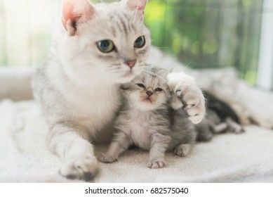 Cute Kittens Hugging Images Stock Photos Vectors Shutterstock
