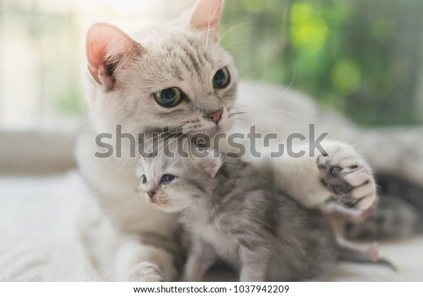 愛して子猫を抱きしめるアメリカの短気な猫 の写真素材 今すぐ編集