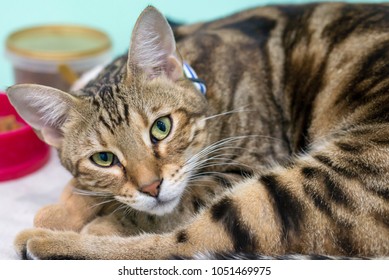 Royalty Free American Shorthair Cat Stock Images Photos Vectors