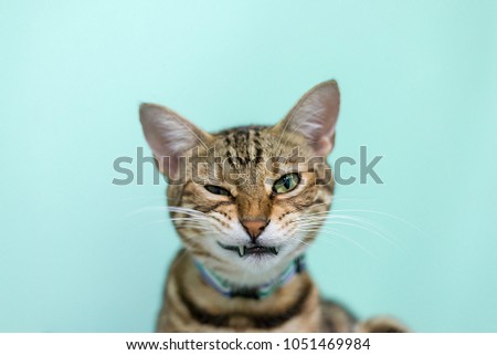 American shorthair cat looking at camera in bad mood face.