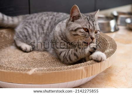 american shorthair cat lying down on a corrugate cat scratcher