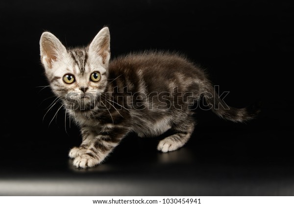 American Shorthair Cat On Black Background Stock Photo Edit Now