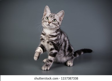 American shorthair cat on colored backgrounds