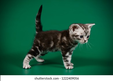 Similar Images Stock Photos Vectors Of Calico Maine Coon