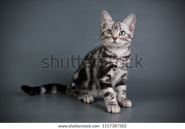 American Shorthair Cat On Colored Backgrounds Stock Photo Edit