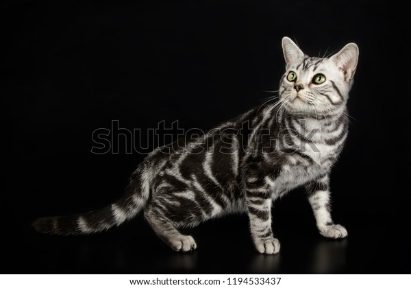 American Shorthair Cat On Colored Backgrounds Royalty Free Stock