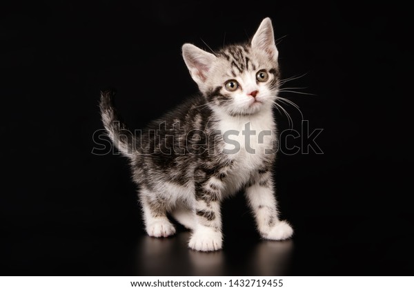 American Shorthair Cat On Colored Backgrounds Stock Photo Edit