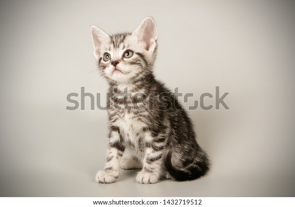 American Shorthair Cat On Colored Backgrounds Stock Image