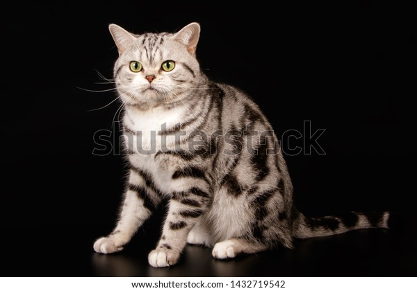 American Shorthair Cat On Colored Backgrounds Stock Image