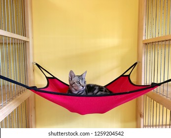 American Shorthair Cat On Cradle.