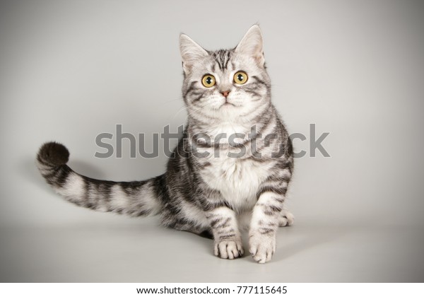 American Shorthair Cat On Gray Background Photo De Stock Modifiable