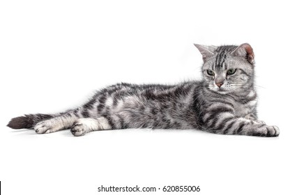 American Shorthair Cat Images Stock Photos Vectors