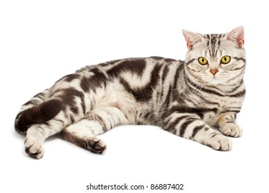 Royalty Free American Shorthair Cat Stock Images Photos Vectors