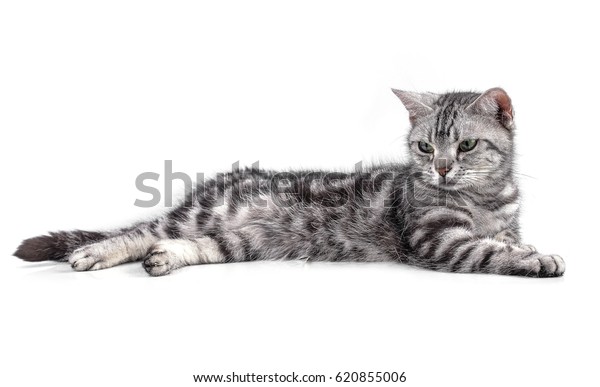 American Shorthair Cat On White Stock Photo Edit Now 620855006