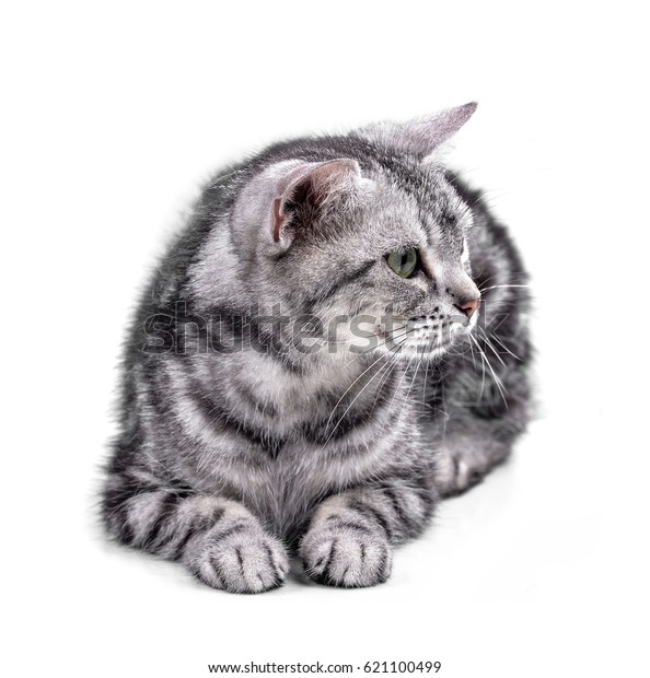 American Shorthair Cat On White Stock Photo Edit Now 621100499