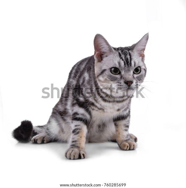 American Shorthair Cat On White Stock Photo Edit Now 760285699