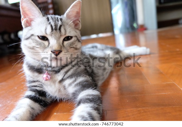 American Shorthair Cat One More Famous Stock Photo Edit Now