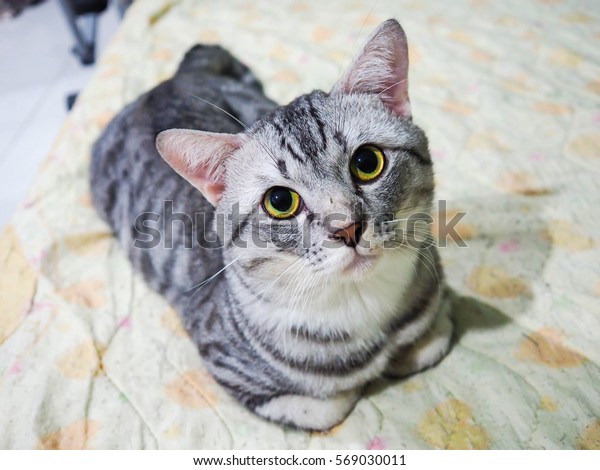 American Shorthair Cat Silver Tabby Cat Stock Image Download Now