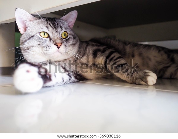 American Shorthair Cat Silver Tabby Cat Stock Photo Edit Now