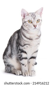 American Shorthair Cat Sit Isolate On White Background 