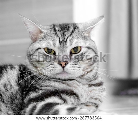 Similar – cat Animal Pet Cat 1 Sit