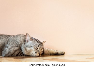 american shorthair cat sleeping on the floor with orange wall in beautiful room. vintage photo and film style with copyspace. 