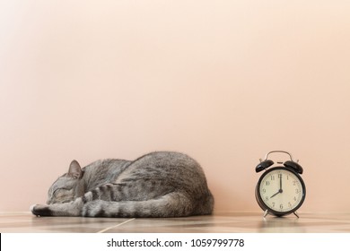 American Shorthair Cat Sleeping With Vintage Alarm Clock On The Floor. Lazily Cat Don't Want To Wake Up Early At Monday Morning.