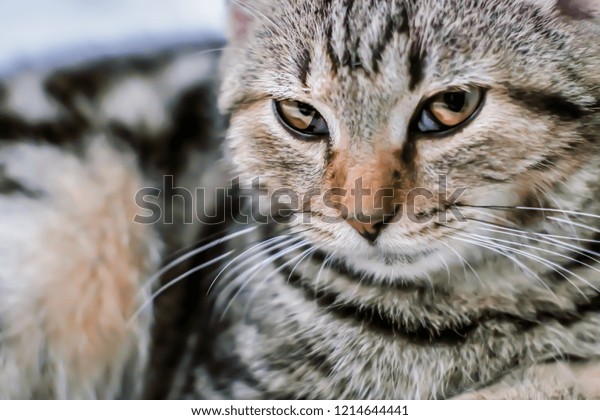 American Shorthair Cat Striped Tiger Cat Stock Photo Edit Now