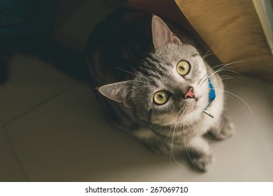 American Shorthair Cat - vintage style effect picture
