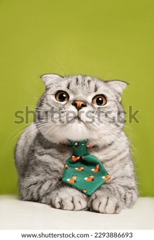American shorthair cat wearing a green tie, indoor close-up shot, clean green background