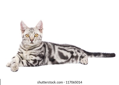 American Shorthair Cat In White Background