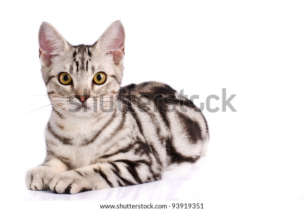 American Shorthair Cat White Background Stock Image Download Now