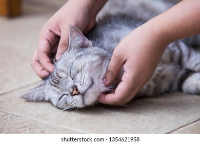 American shorthair cat,Hand holding American shorthair cat,Cute American short-haired cat sleeps