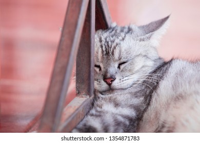 American shorthair cat,Hand holding American shorthair cat,Cute American short-haired cat sleeps