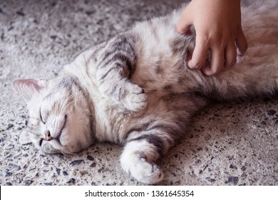 American shorthair cat,Hand holding American shorthair cat,Cute American short-haired cat sleeps