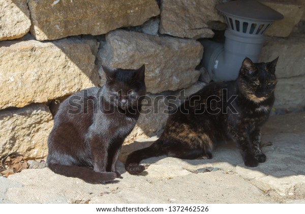 American Shorthair Cats Sunlight Picture Stock Photo Edit Now