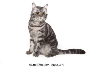 American Shorthair Kitten