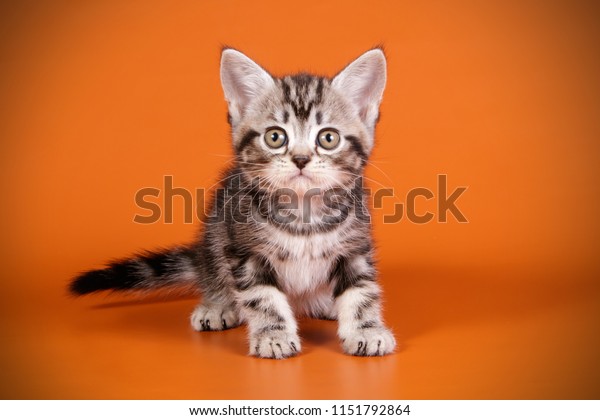 American Shorthair Kitten Stock Photo Edit Now 1151792864