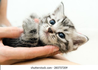 American shorthair kitten is on the hands of the owner - Shutterstock ID 283737209