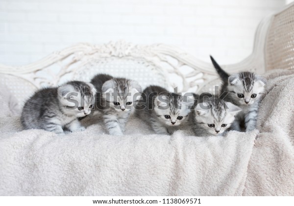 American Shorthair Kittens Play On Grey Stock Photo Edit Now