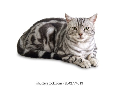 Chat Tigre Images Photos Et Images Vectorielles De Stock Shutterstock