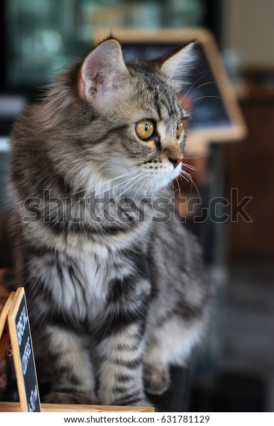 American Shorthair Mix Persian Cat Animals Wildlife Stock Image