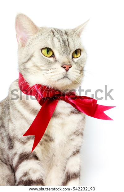 American Shorthair Silver Cat Red Bow Stock Image Download Now