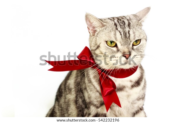 American Shorthair Silver Cat Red Bow Royalty Free Stock Image