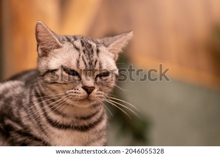 An American Shorthair stares sideways at me in a bad mood.