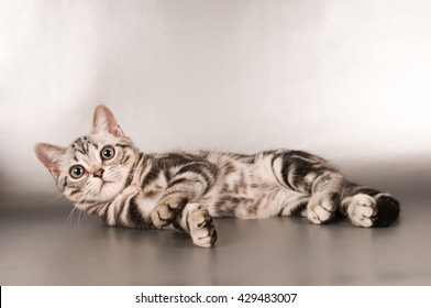 american shorthair cat images stock photos vectors shutterstock