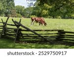 American Shorthorn oxen, Pat and Duke at George Washington Birthplace National Monument in Northern Neck, Virginia. 