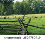 American Shorthorn oxen, Pat and Duke at George Washington Birthplace National Monument in Northern Neck, Virginia. 